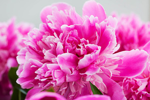 Pink purple peony flowers, a Nature Photo by Kate S