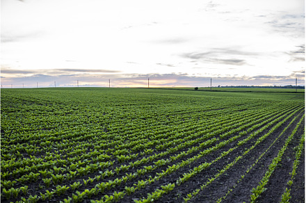 Young beet plants in spring, a Nature Photo by volodymyrshtun13795