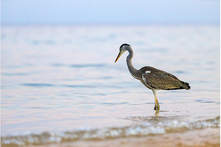 Black-headed heron wading through, an Animal Photo by serkum