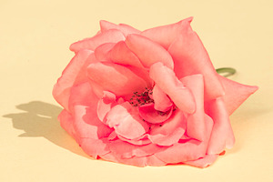 Rose flower containing rose, flower, and pink