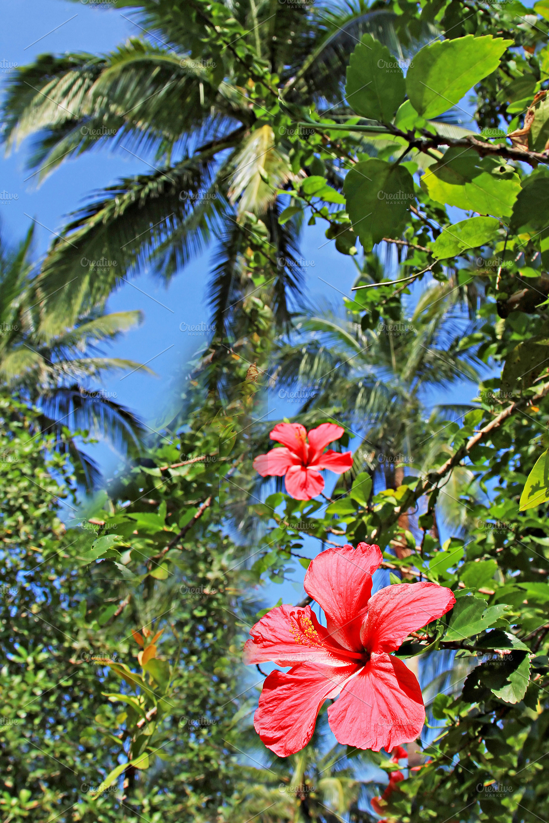 Hibiscus flower, a Photo by saiko3p