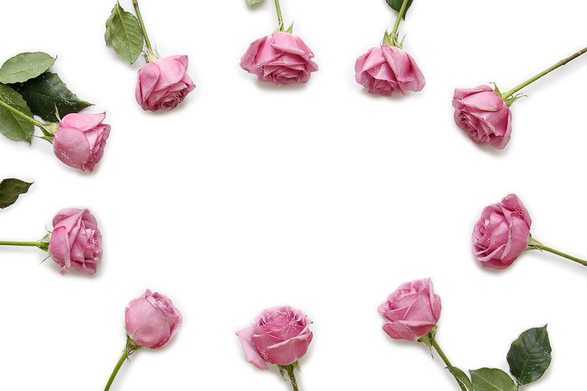 Pink Roses Flower Stock Photo Image, a Print Template by StockSugar
