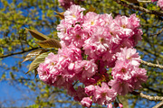 Japanese cherry blossom in spring. Macro view, a Nature Photo by GoodGoods (Thumbnail 7 of 20)