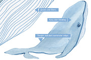 Whale watercolor. Print., an Animal Illustration by Novikova Lida (Thumbnail 3 of 4)