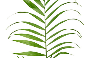 Long green palm leaf, pinnate narrow leaf blades, isolated backg, a Nature Photo by ndanko