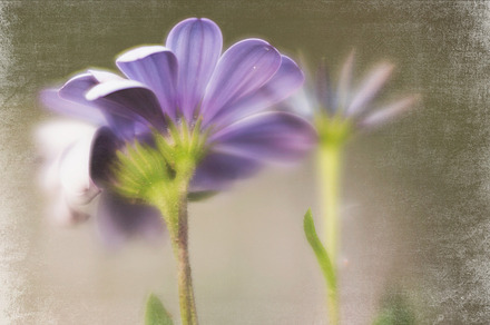 01 African Daisy Photo/Template, a Card Template by Nancy Hebert Photography