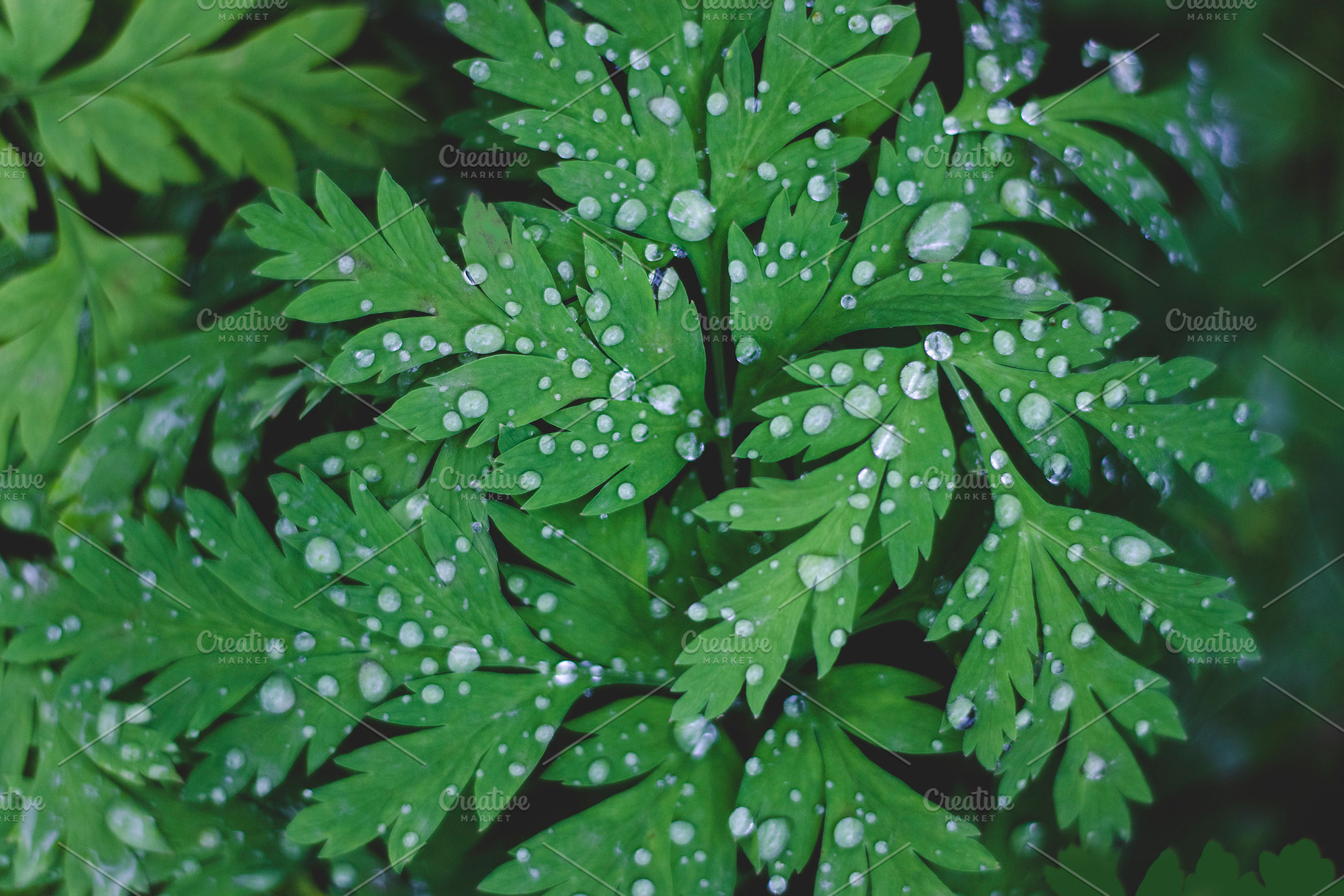 Raindrops on Lush Green Leaves, a Nature Photo by René Jordaan Photography