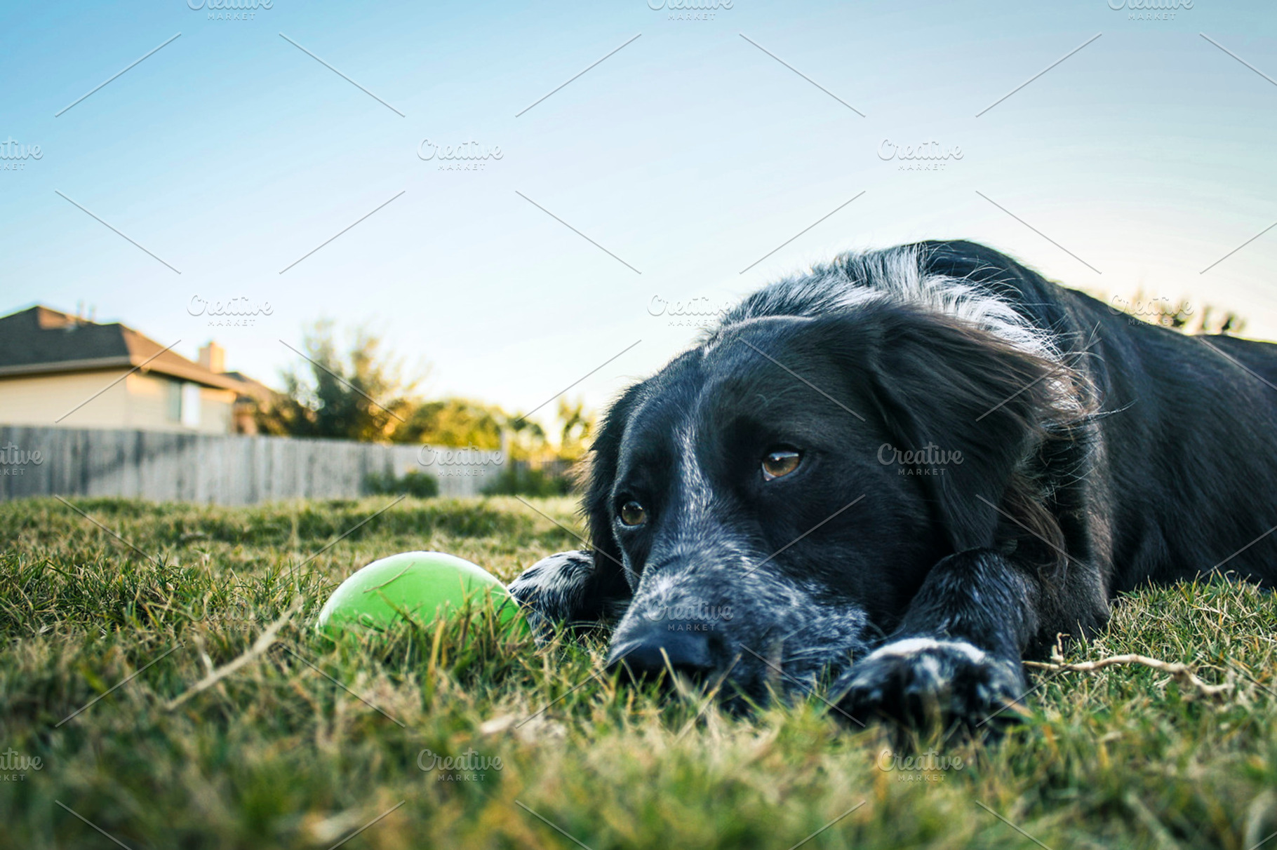 Dog next to ball, an Animal Photo by NiccerPhotography
