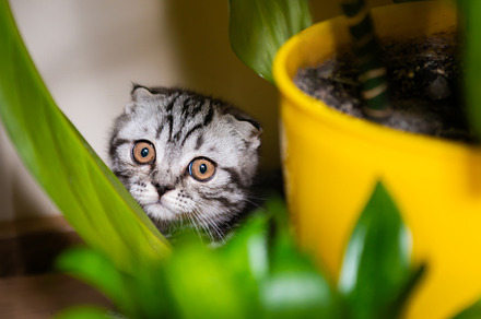 Cat little kitten in green garden