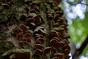 Mushrooms In The Forest Photography, a Nature Photo by Full Circle Design Studio (Thumbnail 18 of 38)