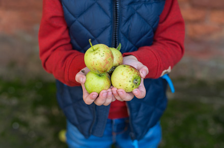 Kid's hands hold an apple. Autumn