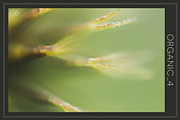 Organic 4 | 20 Botanical Photos, a Nature Photo by Melanie Helena (Thumbnail 7 of 21)
