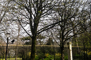 Elegant garden view with trees and wrought iron fence in Paris, France, a Photo by AS photostudio