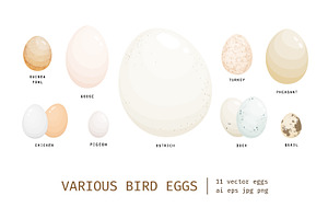 Different birds egg set, a Food Illustration by Good Studio