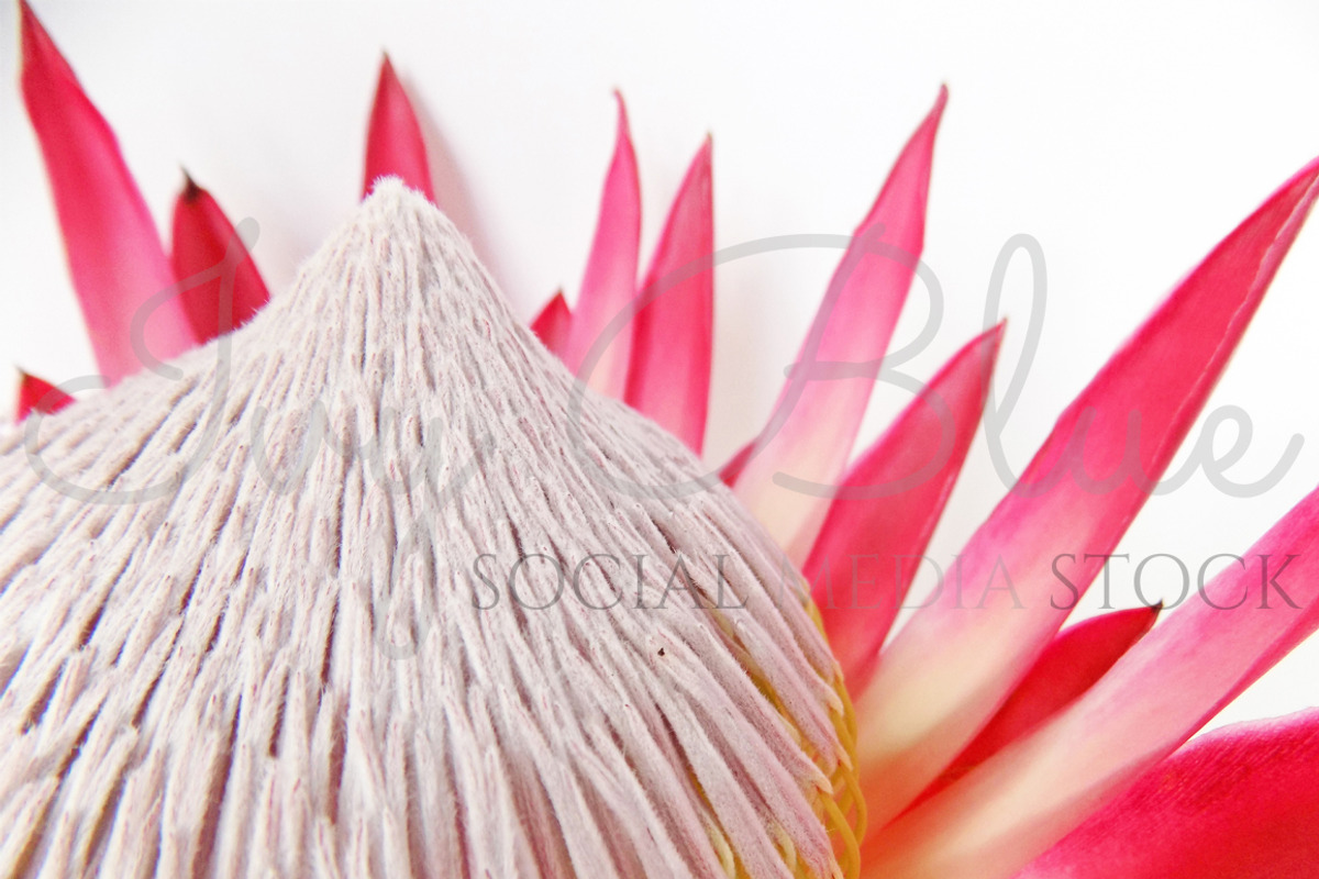 Madiba Collection - 4, a Product Mockup by Ivy Blue