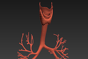 Lungs animated, a Characters & Person 3D Model by konstantin.ermolaev (Thumbnail 12 of 13)