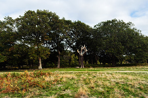 Tranquil London park scene with mature trees and a striking bare central tree u, a Nature Photo by AS photostudio