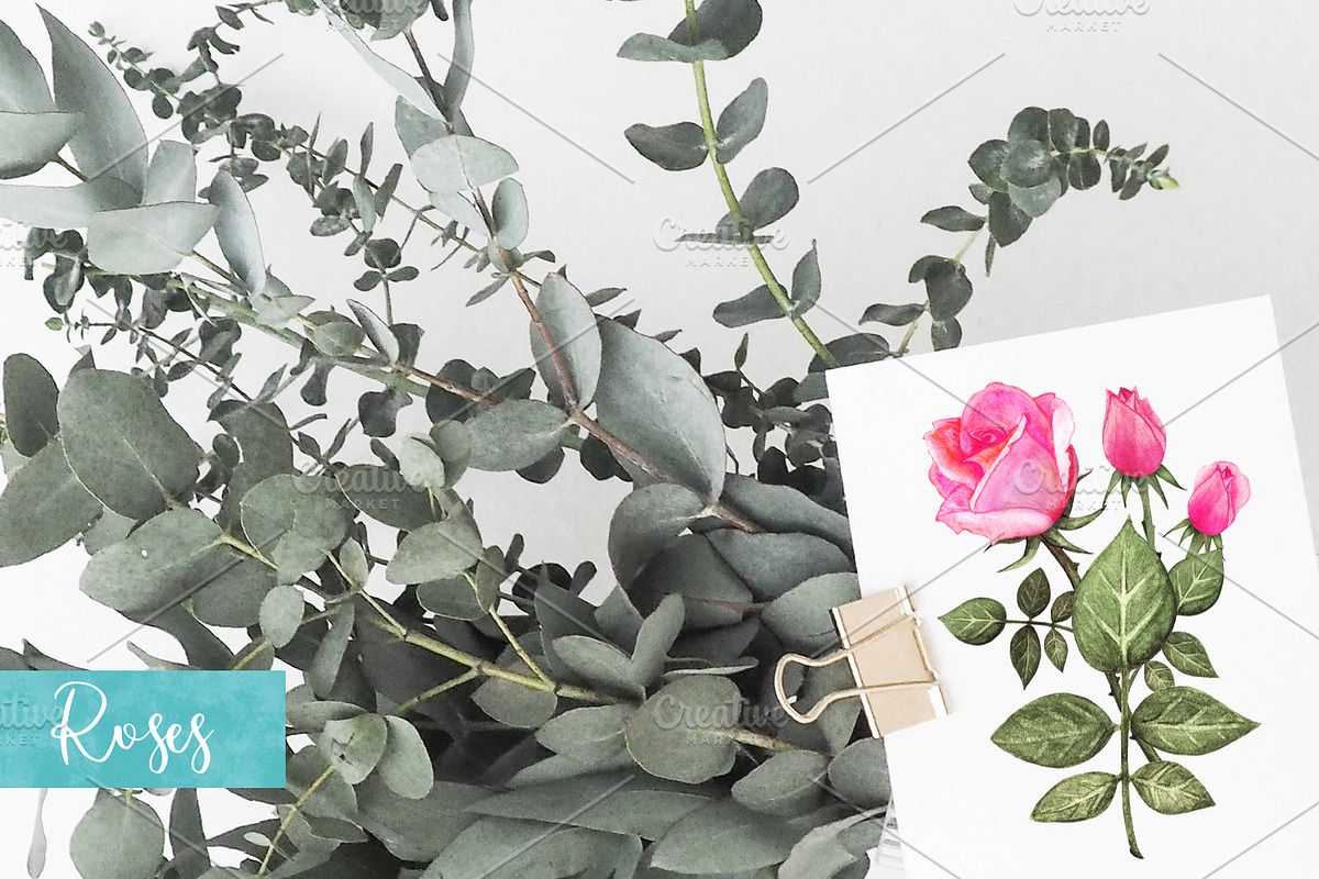 Watercolor Pink Roses, a Decorative Illustration by Color_Brush (Photo 8 of 9)