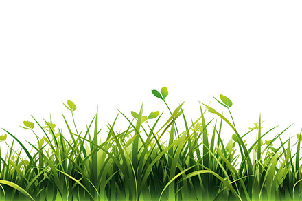 Illustration of green grass isolated on white background. Genera, a Nature Photo by AlyaAnd