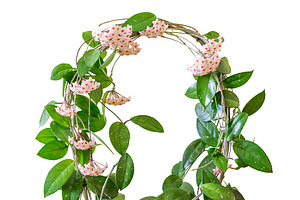 Green plant arch with white flowers, a Nature Photo by Vapi