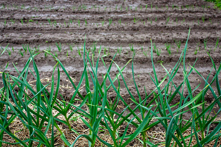 Green onions grow in the garden, a Food & Drink Photo by Schreibikus