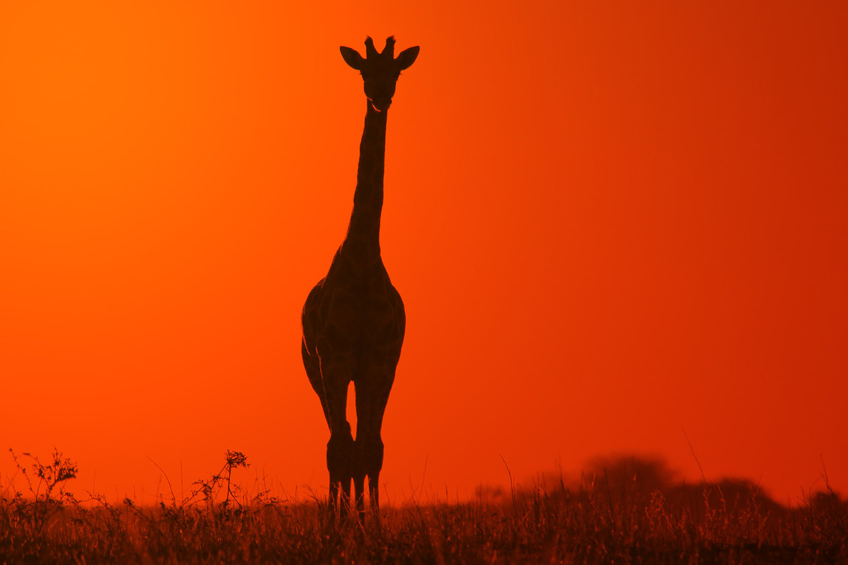 Giraffe Silhouette - Solitude Color, an Animal Photo by Wildlife Wonder (Photo 2 of 2)