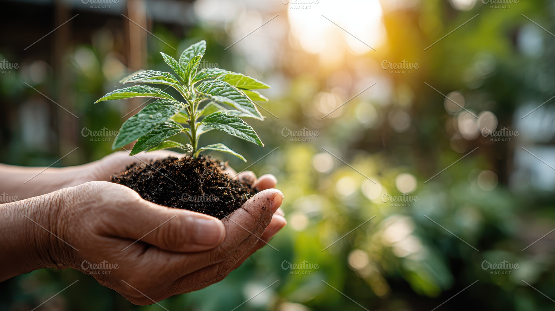 Hands holding a young plant sapling, a Photo by Pixeness Studio