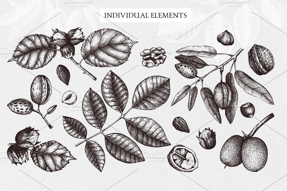 Hand-Drawn Nuts Sketches, a Food Illustration by Yevheniia (Photo 2 of 12)