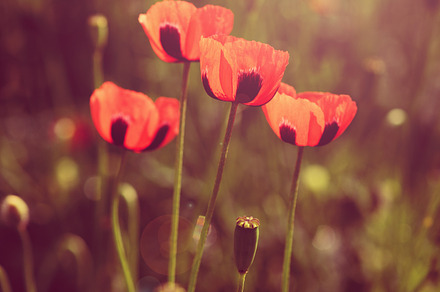 Poppy flowers preview 6