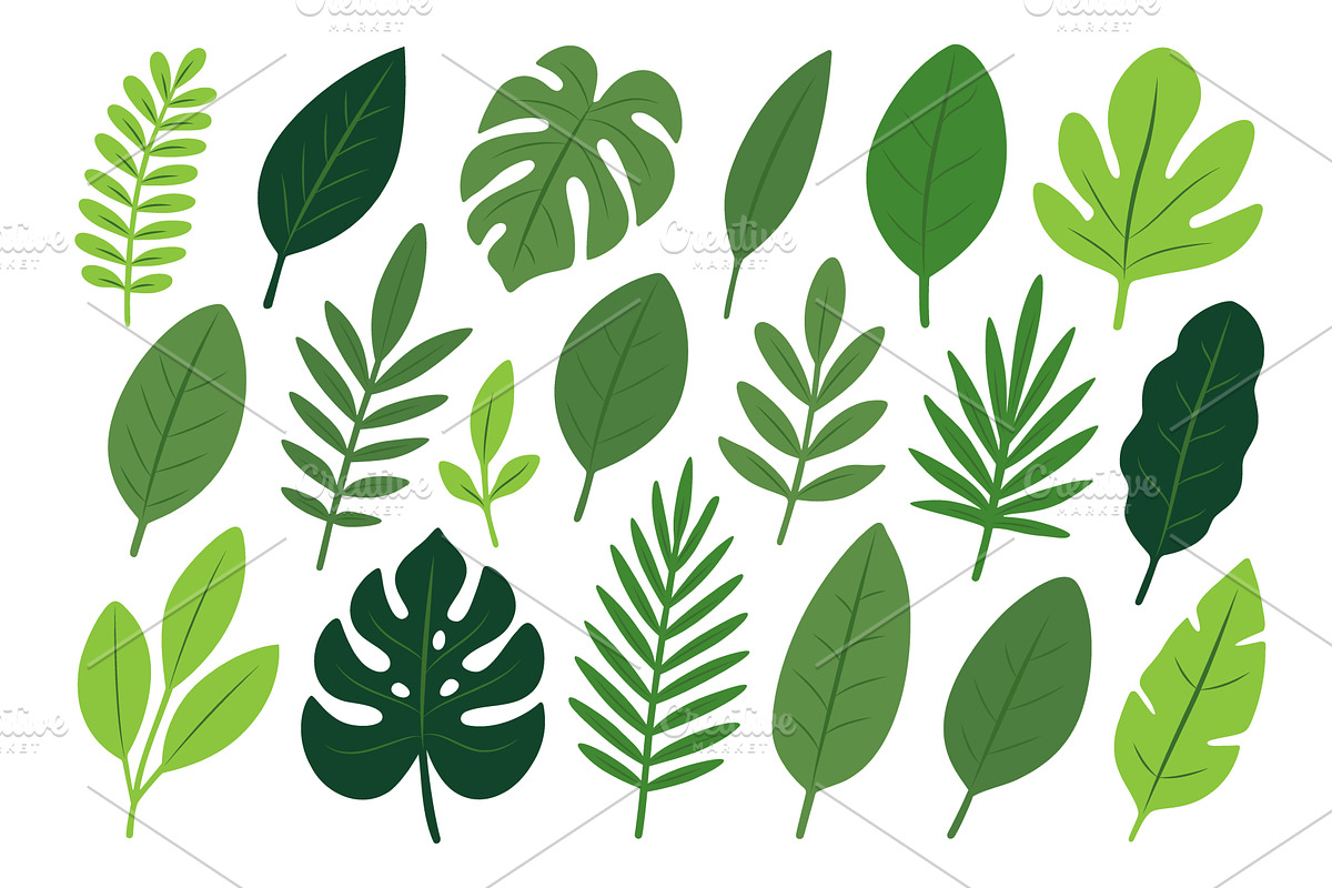 Collection of tropical and exotic, an Illustration by GraphiShop