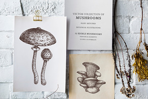 Vector Mushroom Sketches Set