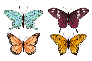 Collectiion Of Beautiful Butterflies