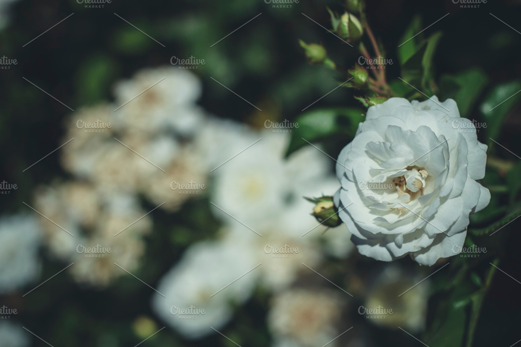 White Rose Containing Rose White And Flower