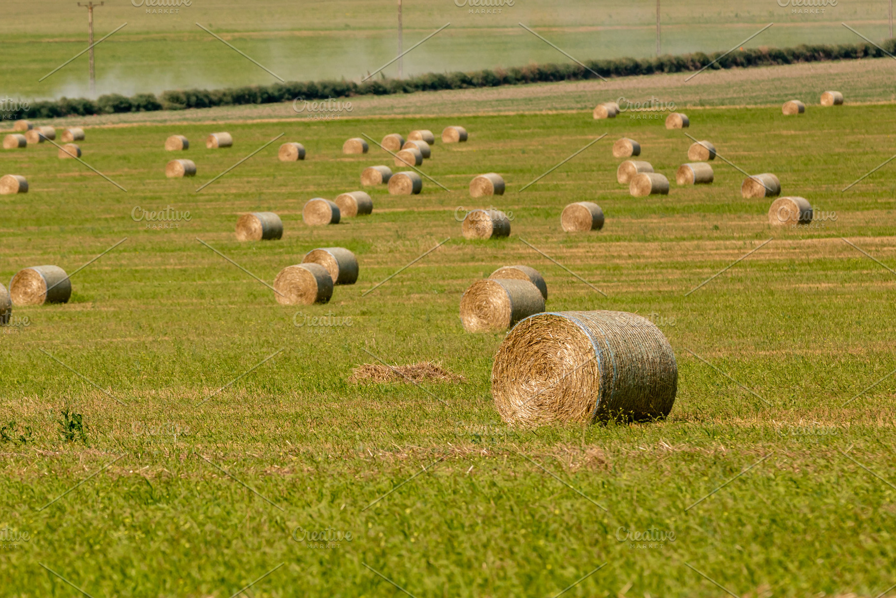 Round hay bales scattered across a green agricultural field under clear skies,, a Nature Photo by Ales Munt