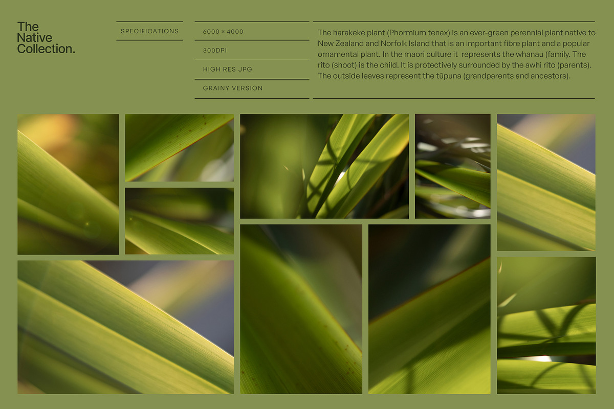 Natural textures - Green edition v02, a Texture Graphic by Haehae photography (Photo 2 of 7)