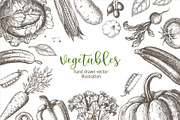 Vegetables. Hand drawn collection., a Food Illustration by natadanko (Thumbnail 7 of 7)