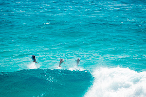 Dolphins, an Animal Photo by THP Creative