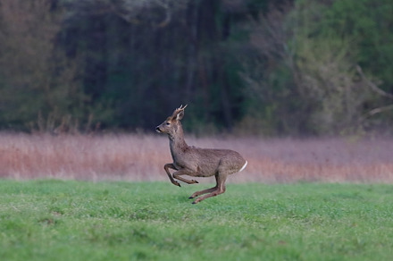 roebuck