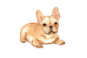 French Bulldogs, an Animal Illustration by Carol Cooper Studios (Thumbnail 3 of 8)