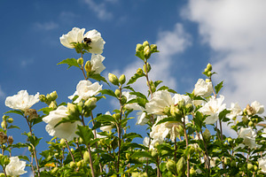 White hibiscus blossoms blooming on branches against a sunny blu, a Nature Photo by Imaginarium