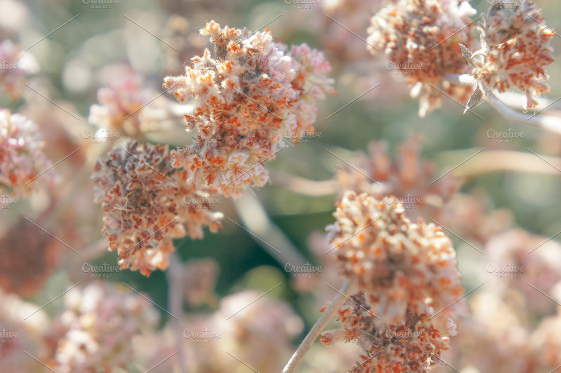 Summer PomPoms 2, a Nature Photo by Graphic Wray
