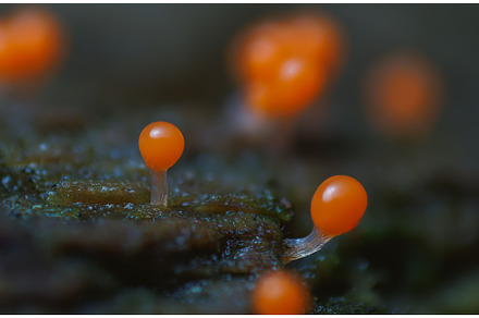 Orange slime mold - Trichia