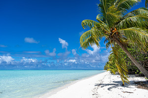 Idyllic white sand beach with coconut trees in Maupiti, French P, a Photo by GoodGoods