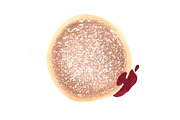 Bakers Dozen Donut Pack, an Illustration by Nicole Cicak (Thumbnail 2 of 3)