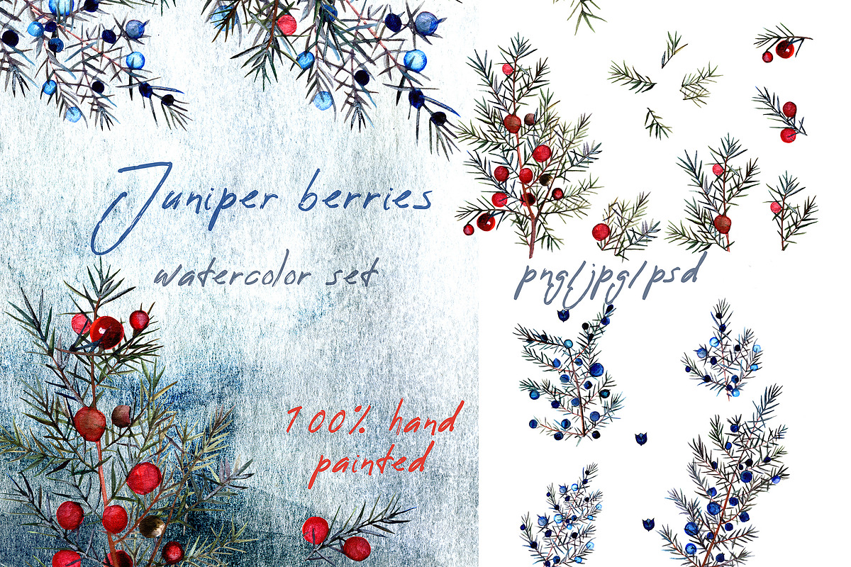 Watercolor juniper berries clipart, an Object Illustration by FleurArt (Photo 1 of 6)