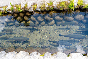 Cherry trout swimming in the village stream of Shirakawa-go, an Animal Photo by GoodGoods