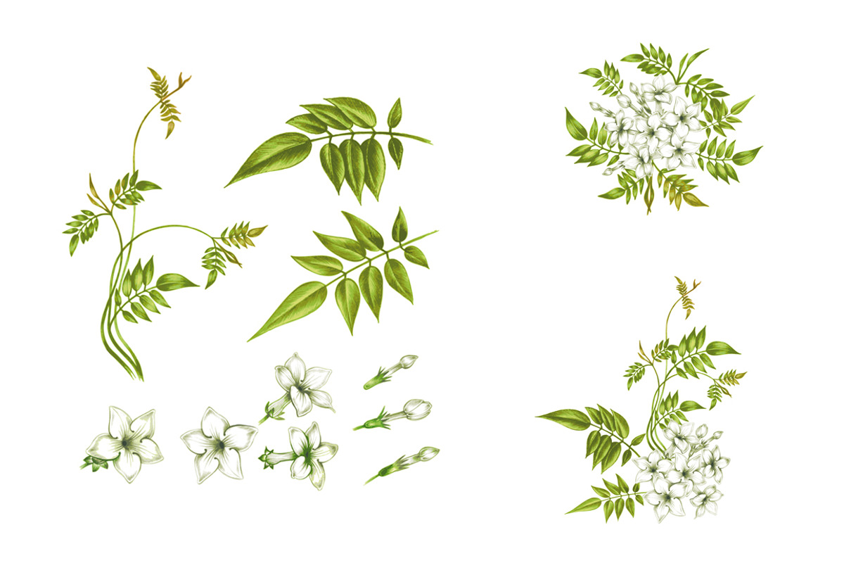Floral patterns. Jasmine, a Pattern Graphic by MarinaVorontsova (Photo 2 of 3)