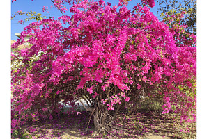 Huge pink bougainvillea vine flowers, a Nature Photo by LogosDen
