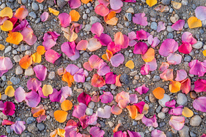 Colorful flower petals scattered acr, a Photo by Tanuart