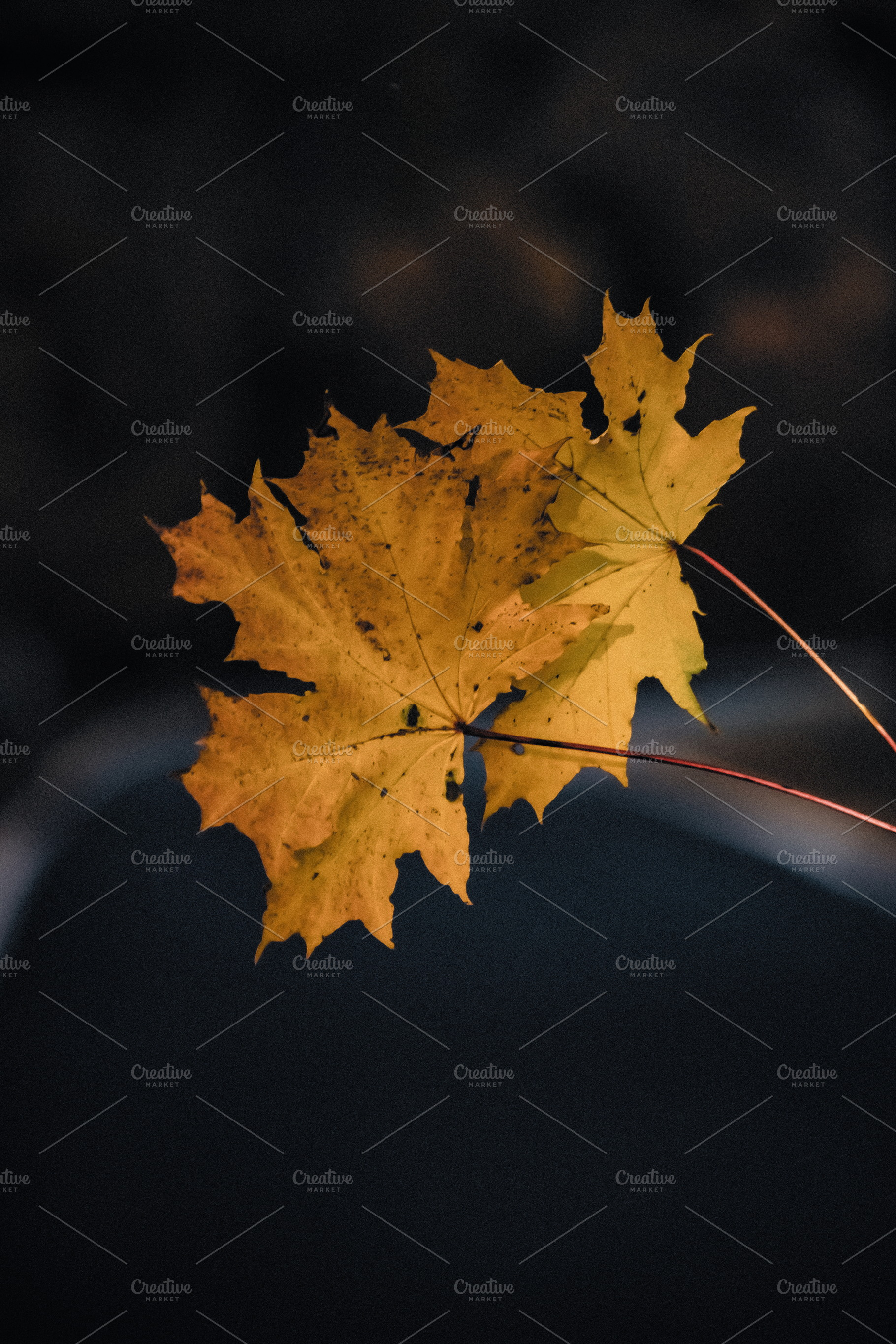 Leaf #10, a Photo by jakub_kopecky